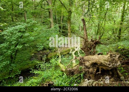 Un albero europeo di cenere che è caduto sul fiume Mells e il leat dovuto il fungo di dieback di Ash (Hymenoscyphus fraxineus) nella riserva naturale di Harridge Wood, Somerset, Inghilterra. Foto Stock