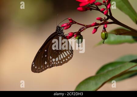 Farfalla corvo comune su pianta, nucleo di Euploea, Pune, Maharashtra, India Foto Stock