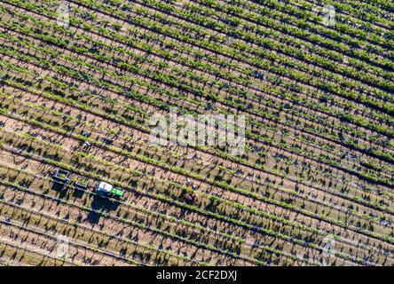 03 settembre 2020, Sassonia-Anhalt, Höhnstedt: Gli aiutanti alla raccolta raccolgono le uve della varietà üller-Thurgau su un vigneto della produzione di frutta Höhnstedt. È in corso la vendemmia dell'associazione viticoltori Freyburg-Unstrut an Saale e Unstrut. Il ritardo gela durante i santi di ghiaccio e danni di grandine portano ad una perdita di rendimento. Solo circa un quarto della quantità consueta è stata raccolta sulla superficie di mezzo ettaro, circa 1200 invece di 5000 kg. Credit: dpa Picture Alliance/Alamy Live News Foto Stock