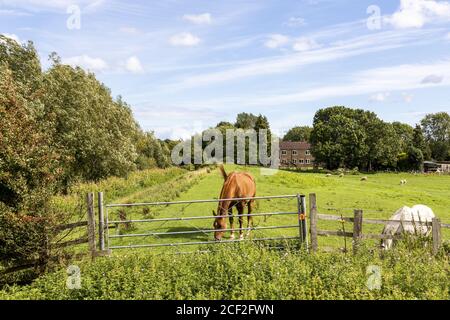 Il Tamigi e la Via Severn lunga distanza sentiero accanto al disusato Stroudwater navigazione vicino Saul, Gloucestershire UK Foto Stock