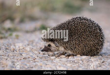 Deserto Hedgehog passeggiate Paraechinus aethiopicus Foto Stock