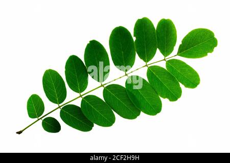 infiorescenza delle foglie di acacia isolata su sfondo bianco Foto Stock