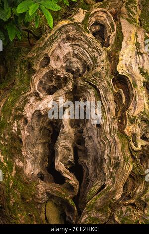 Texture di castagno Foto Stock