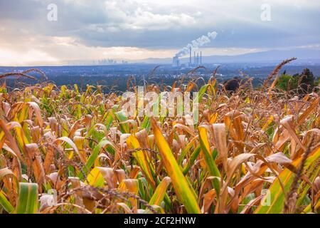 Centrale elettrica con camino fumatore da un campo di mais in autunno Foto Stock