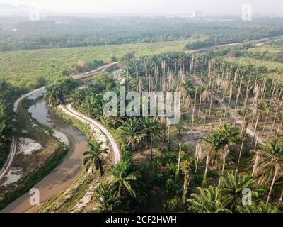 Palme morte accanto al fiume. Area rurale della Malesia. Foto Stock