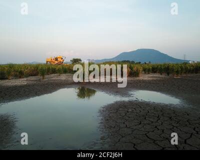 Terreno crack durante la stagione della siccità a risaia campo. Foto Stock