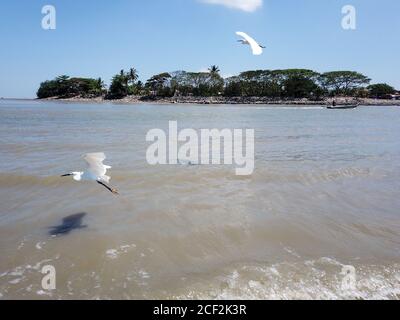 Due uccelli egregi volano vicino a Kuala Muda. Giornata di sole blu. Foto Stock