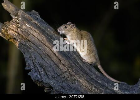 Ratto marrone (Rattus norvegicus) su un tronco di notte in ambiente naturale, Paesi Bassi Foto Stock