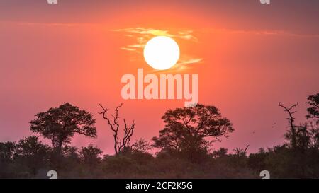 Sole africano al di sopra di silhouette di alberi di savana arbusti ed erba al tramonto nel parco nazionale Kruger Sud Africa Foto Stock