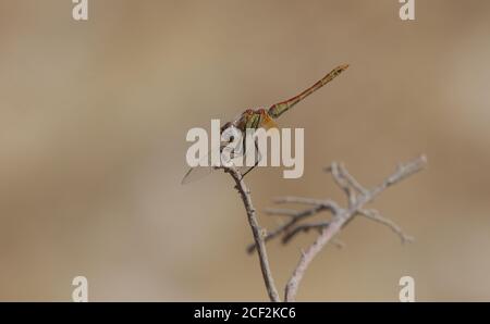 libellula rossa che poggia sul ramo dell'albero Foto Stock