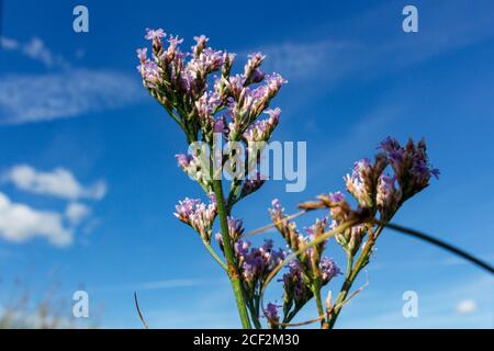 Lavendar di mare che cresce sulla palude di sale costiera Foto Stock