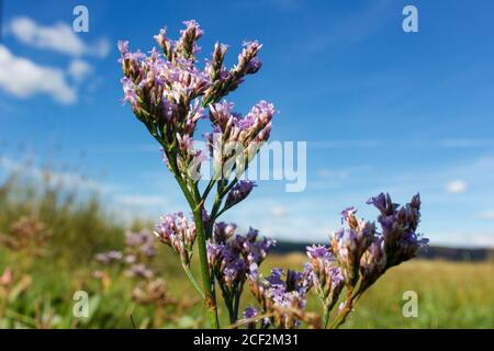 Lavendar di mare che cresce sulla palude di sale costiera Foto Stock