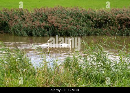 Coppia di cigni in volo lungo il fiume Arun vicino Amberley nel South Downs National Park, West Sussex, Regno Unito Foto Stock