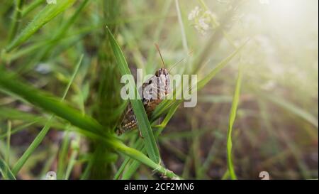 Grass Hopper strisciare su l'erba verde. Bush-cricket Macro Shot. Estate mattina Meadow Locust orientale alla ricerca di cibo nella foresta. Bush-cricket Foto Stock