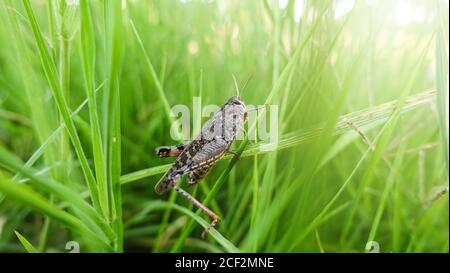 Grass Hopper strisciare su l'erba verde. Bush-cricket Macro Shot. Estate mattina Meadow Locust orientale alla ricerca di cibo nella foresta. Bush-cricket Foto Stock