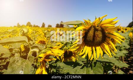 Estate campo di girasole. Colori vivaci e vivaci. Dal latino Helianthus o Helianthus annuus che raccoglie la luce solare durante il giorno. Foto Stock