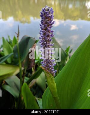 Alto cordata viola Pontederia pronto a fiorire vicino al fiume in estate Foto Stock