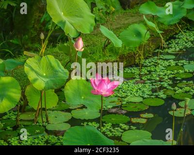 Un bel fiore rosa sacro di loto (Nelumbo nucifera) che fiorisce in un laghetto giardino a Bali, in morbida luce mattutina. Foto Stock