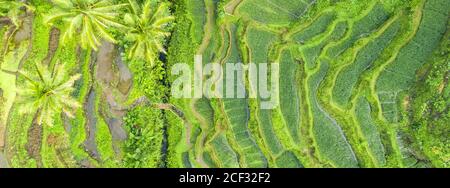 Vista dall'alto, splendida vista aerea dei campi di riso Tegalalang durante l'alba. Campi di riso Tegalalang, Ubud, Bali, Indonesia. Foto Stock