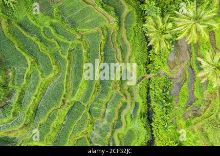Vista dall'alto, splendida vista aerea dei campi di riso Tegalalang durante l'alba. Campi di riso Tegalalang, Ubud, Bali, Indonesia. Foto Stock