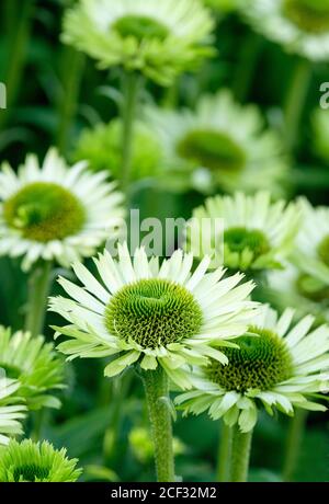 Echinacea purpurea 'Green Jewel'. Violaceo. "Green Jewel". Petali verde chiaro che circondano un grande cono verde centrale Foto Stock