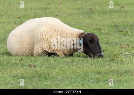 Suffolk pecora nero viso orecchie e gambe in felpato bianco a fine estate Regno Unito in un prato costiero. Adagiarsi appoggiandosi con il mento sull'erba che sostiene la testa. Foto Stock