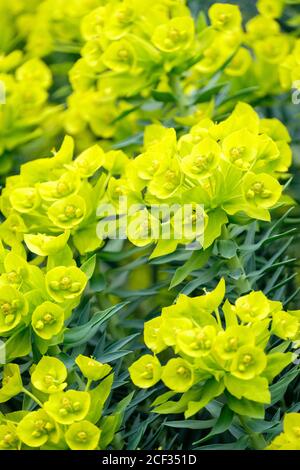 Fiori gialli luminosi di Euphorbia rigida, spurge di gopher o sprurge di mirto verticale. Spurge d'argento Foto Stock