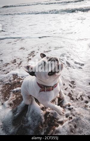 Bulldog francese che gioca in spiaggia al tramonto Foto Stock