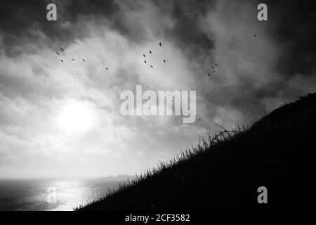 Silhouette di uccelli che volano sull'oceano Foto Stock