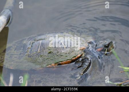 Cursore rosso-arato presso Cox Arboretum Foto Stock