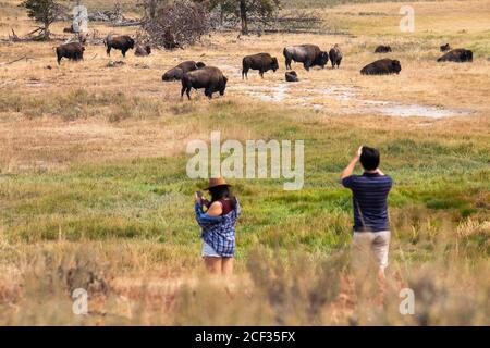 Yellowstone turisti foto con Bison's. Foto Stock