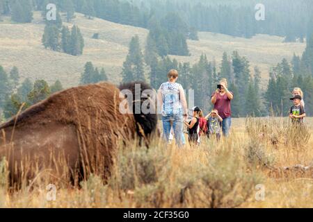 Yellowstone turisti foto con Bison's. Foto Stock