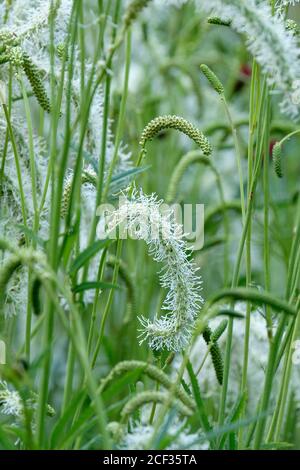 Sanguisorba "Torri d'Avorio". Burnet "Ivory Towers". Spazzolini da fondo bianchi a fiore bianco a metà estate Foto Stock