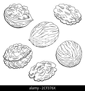 Grafico in noce nero bianco isolato disegno vettore Illustrazione Vettoriale