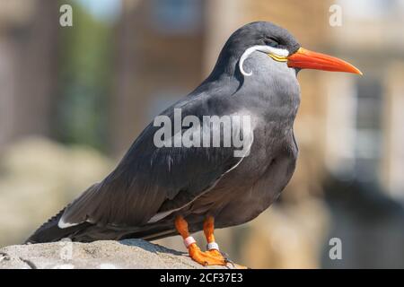 Inca Tern (Larosterna inca) cattività Bristol. Agosto 2019 Foto Stock