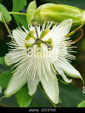 Passione Fruit Flower ( Passiflora edulis ) Foto Stock