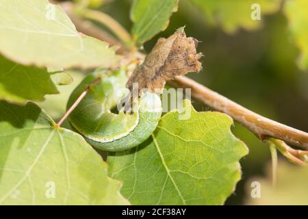 Larva di falda nuvolosa (Orthosia incerta) su aspen. Sussex, Regno Unito. Foto Stock