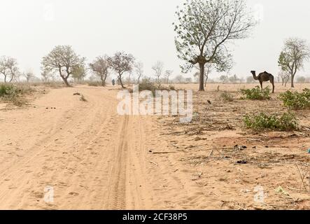 NIGER, Maradi, villaggio Dan Bako, desertificazione, cammello alla ricerca di foraggio Foto Stock