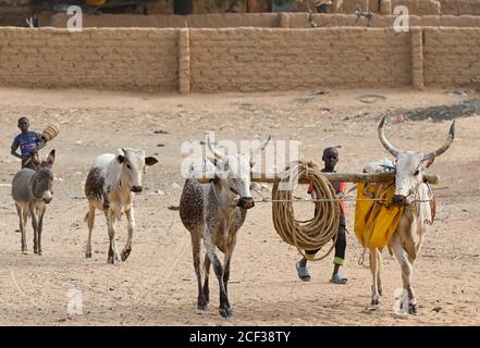 NIGER, Maradi, villaggio Dan Bako, villager che va a prendere l'acqua dal pozzo con verricello con il potere di bestiame / Dorfbewohner gehen mit Ochsen zum Brunnen um Wasser zu holen Foto Stock