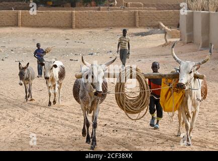 NIGER, Maradi, villaggio Dan Bako, villager che va a prendere l'acqua dal pozzo con verricello con il potere di bestiame / Dorfbewohner gehen mit Ochsen zum Brunnen um Wasser zu holen Foto Stock