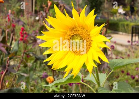 Primo piano di un girasole giallo brillante Helianthus Foto Stock