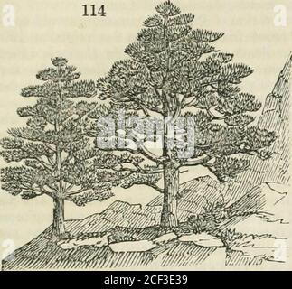 . L'enciclopedia della geografia: Comprendente una descrizione completa della terra, fisica, statistica, civile e politica. Irisli ys Libro I. INGHILTERRA. 331. Mi^.^^^ Scotch Fir. Nions. Si estende a 60°, nel continente russo, e a 64° in Norvegia; e se in terra scozzese le querce non si trovano nell'estremo nord, è piuttosto dovuto alla voglia di rifugio e di terreno inadatto, che a qualsiasi altra circostanza. Il Pino, ( Pinus Sylvestris,Jig. 114.) costituisce foreste nobili tra i distretti montani del Nord Gran Bretagna, riempiendo le valli, e ascendo, probabilmente, al heiglit di 2500piedi sopra Foto Stock