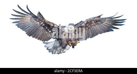 Aquila baldacchino volo alato Swoop attacco mano disegnare e dipingere colore su sfondo bianco illustrazione. Foto Stock