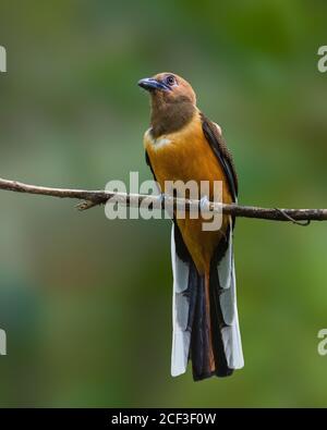 Una bella femmina Malabar Trogon (Harpactes fascciatus), con fuoco selettivo e su un persico con sfondo sfocato, nel selvaggio. Foto Stock