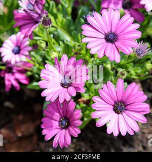 Viola margherite in un giardino Foto Stock
