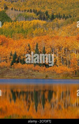 Quaking aspen riflesso in Woods Lake, Uncompahgre National Forest, Colorado Foto Stock