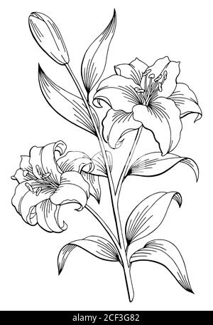 Lily flower grafico nero bianco isolato disegno vettore Illustrazione Vettoriale