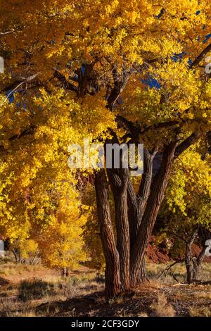 Fremont cottonwood in autunno, Capitol Reef National Park, Utah Foto Stock