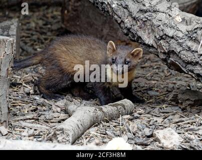 Pine Marten (Martes Martes) Juvenile in cura al centro di salvataggio della fauna selvatica. Foto Stock