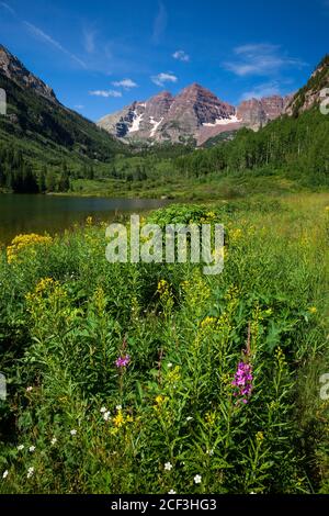 Fiori selvatici estivi a Maroon Bells vicino Aspen, Maroon Bells-Snowmass Wilderness, Colorado Foto Stock